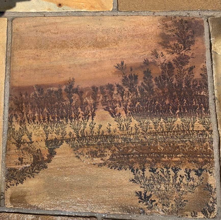 fossil within the sandstone paving