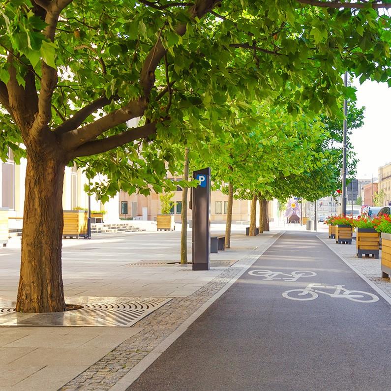 Road in Amsterdam with large tree planted with dutch tree sand
