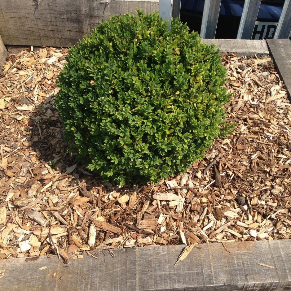 Woodland Mulch Stone Zone & Landscaping Supplies