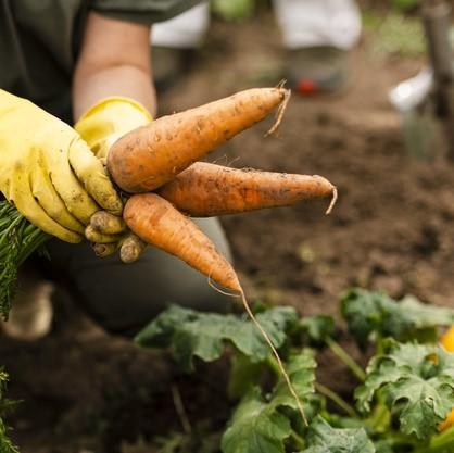 Wessex® Fruit & Veg Topsoil vegetables