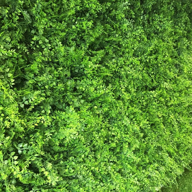 fern astro living wall close up