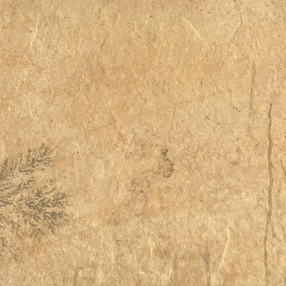 'Natural' Golden Fossil Porcelain Paving