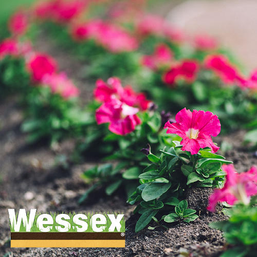 Wessex® Ericaceous Soil flower garden
