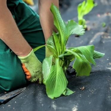 weed fabric used for planting flowers