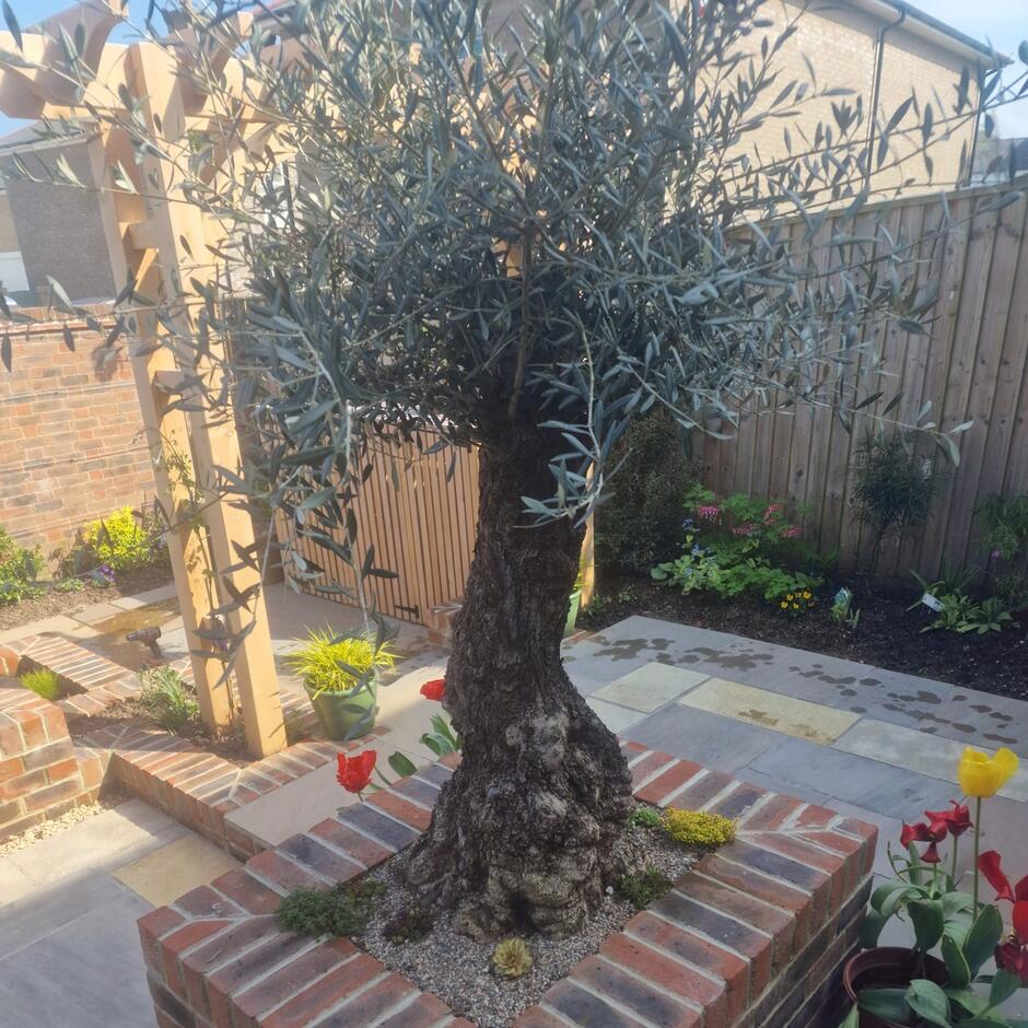 Fernlea Raj Green Sandstone Paving back garden indian paving slabs with plants