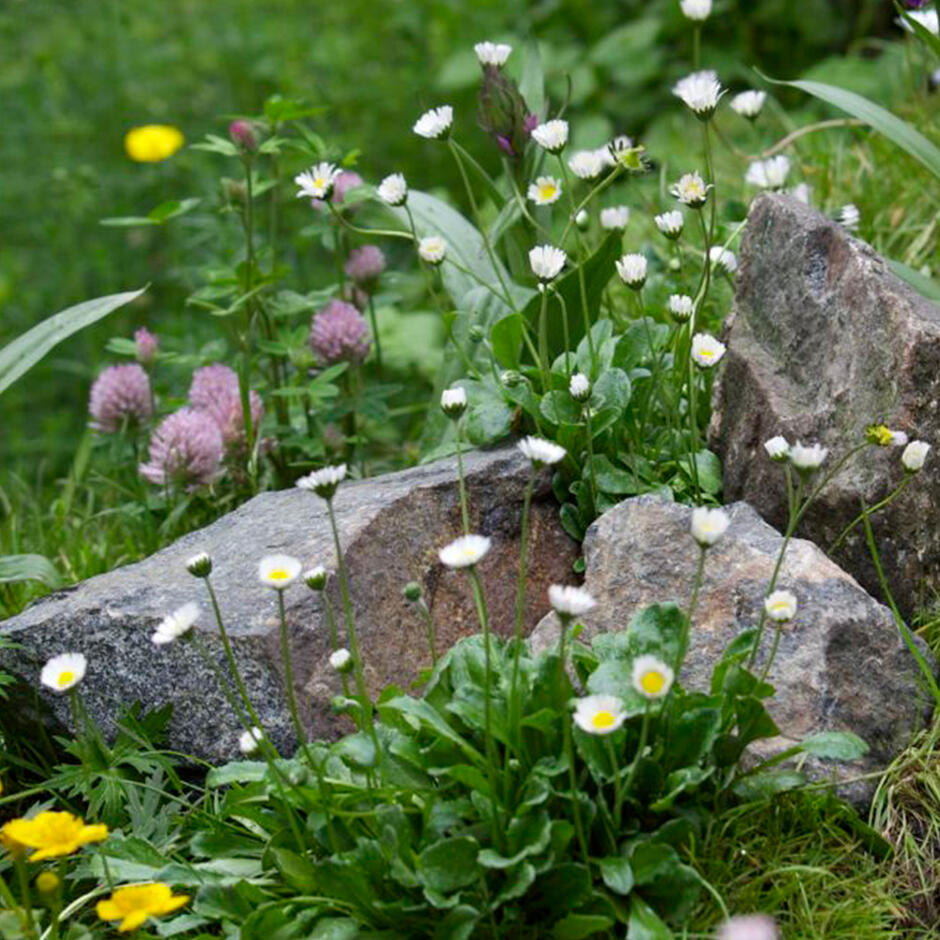 Longstone Rockery in garden