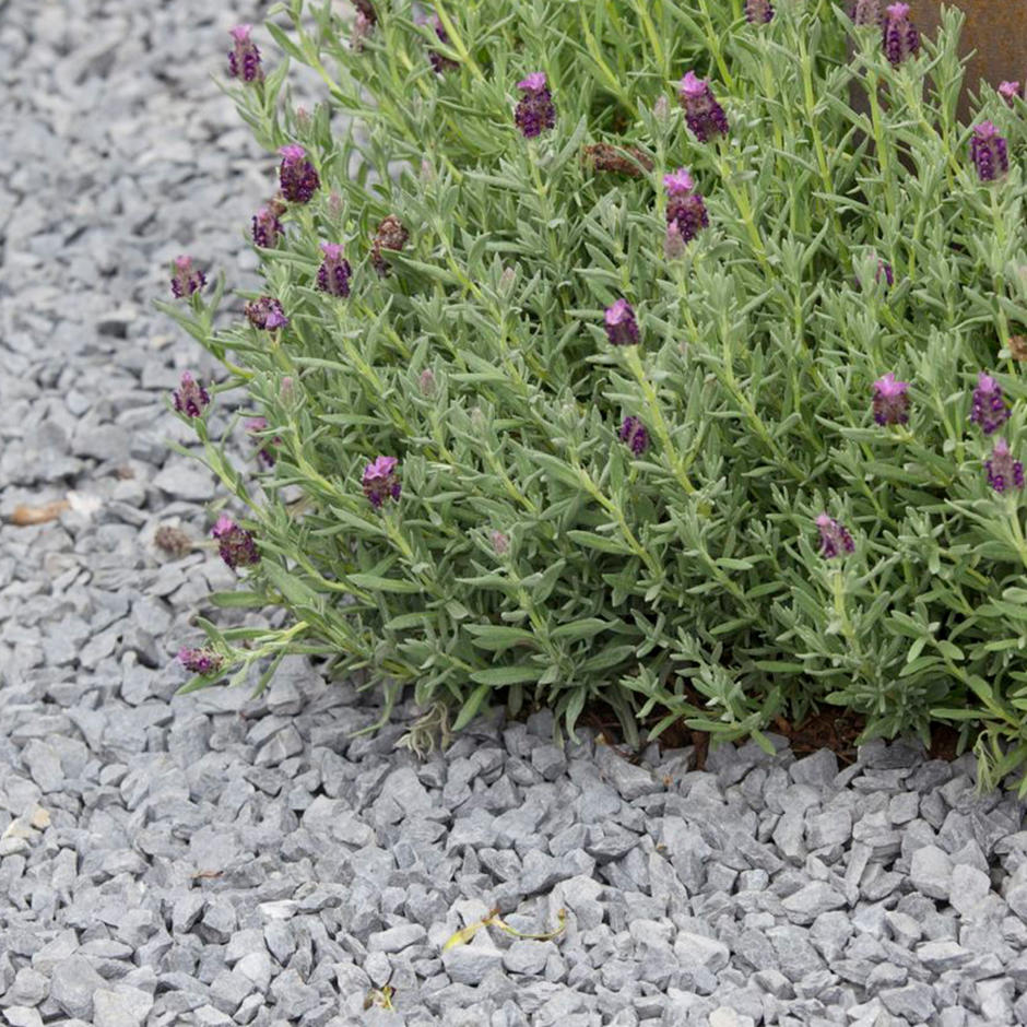 Black Basalt Chippings 20mm in garden with lavender bush