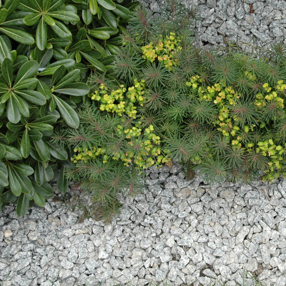 silver grey granite chippings 14mm in garden plant border