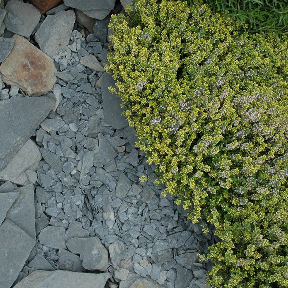 20mm black with matching slate rockery