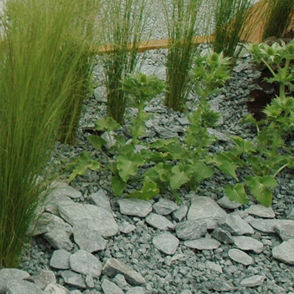 Green slate paddlestones in garden with plants
